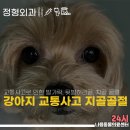 윌동물외상센터 | 강아지 교통사고, 외상으로 발가락 골절, 뒷발허리골 골절수술 후기