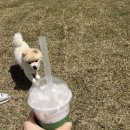 이동공설운동장(천연잔디) | [청주 애견카페] 푸르댕댕 리뉴얼&amp;재방문 후기! 더 쾌적해진 천연 잔디 운동장