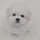 예쁜강아지 이미지