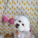 주견야DOG 이미지