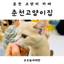 춘천 고양이집 이미지
