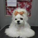 개 이쁜 애견미용샵 이미지