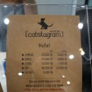 부산고양이미용&호텔 냥스타그램 이미지