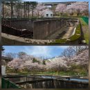 (주)정수약품 | [동해시 벚꽃 축제] "2026년 제21회 유천문화축제"가 열린 벚꽃 명소 부곡 수원지 방문 후기