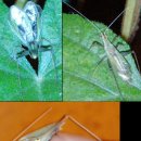 귀뚜라미 종류와 풀벌레 이름 아시는 분?| 이미지