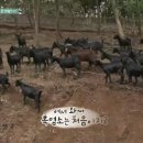 도니 친환경 목장 이미지