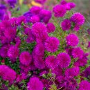 아스타 국화(Symphyotrichum / Aster) 이미지