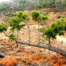 산속의정원 이미지