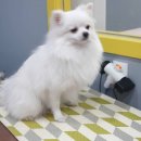 왈왈이발소 이미지