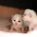 온 그루밍 이미지