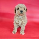 아담스펫살롱 | 부산강아지분양 첫 반려견 푸숑 만나기