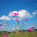 코스모스 이미지
