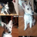 여우톡스 | [기능성 식품] 코펫에서 받은 펫톡스차 샘플 후기