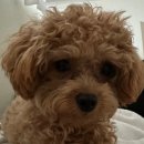 블라썸펫 | 부천시청 망한 애견미용 복구하러 급 방문했던 블라썸펫 후기(망친 샵 알려드려요)