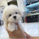 로얄펫 강아지분양 고양이분양 전주본점 이미지