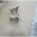 사랑받개 이미지