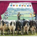 소가 행복한 농장 이미지