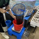 수원시농업기술센터 | [수원농수산물도매시장] 가을엔 대하 소금구이 계절! 생새우 소금구이·광어회 반 마리 포장 후기