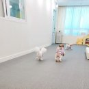 내 강아지의 봄 일산애견유치원&애견호텔 이미지