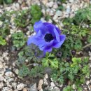 힐링정원 이미지