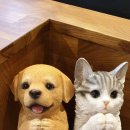 진해동물의료센터 이미지