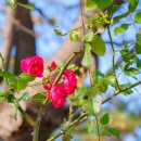 남산 그라운드 골프장 이미지