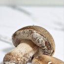 달팜마켓