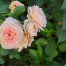 배롱나무집 이미지