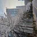 산책 중 벚꽃과 만나다. 이미지