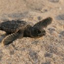 토토의 바다 이미지