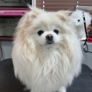 비비안살롱 이미지