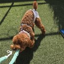 애견미용사 3급 자격증 과정 1 이미지