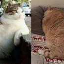 우리집 야옹이 이미지