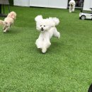 멍찌애견유치원 이미지