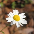 거북공원 이미지