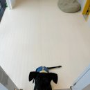 다온그루밍 | 마포구 서강대역 근처 애견호텔 다온그루밍 대형견 호텔링 이용후기 - 편안한 숙박과 전문적인 미용