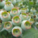 이비농장 이미지