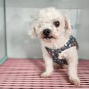 광주TNR동물병원(초월) | 푸들, 한쪽 눈 잃은 천사의 기다림…새 가족이 되어주세요! 따뜻한 손길 (+유기견, 광주, 푸들)