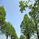 산수유피는마을 | 청주 낭성 시골감성 가마솥곤드레밥 산수유피는마을 내돈내산후기