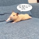 모누 이미지