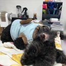 한걸음더 재활한방 동물병원 이미지