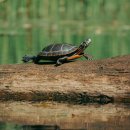 거북이동산 이미지