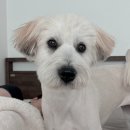 다온<b>로그</b> #1 : 테라에서 다온이, 그리고 가족