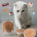 도그투케이크 | 고양이 수제간식 첫 도전 | 청주 도그투케이크 고양이 수제간식 후기