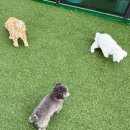 댕그르르 이미지