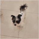 일산애견호텔 강아지 유치원 미용 맘바이 일산점 | 일산강아지유치원 우리 아이를 위한 안심 위탁 일산애견호텔 강아지유치원 추천 후기 맘바이 일산점