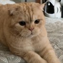 인형의 거리(쥐) 이미지