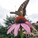 야생화정원펜션민박 이미지