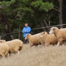 연관목장 이미지