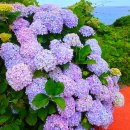 종달리수국길 이미지